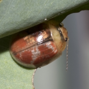 Paropsisterna sp. ("Ch11" of DeLittle 1979) at Hawker, ACT - 26 Jan 2023