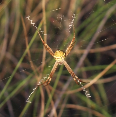 Argiope trifasciata (Banded orb weaver) at Gundaroo, NSW - 23 Feb 2023 by MaartjeSevenster