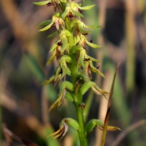 Corunastylis cornuta at Gundaroo, NSW - suppressed