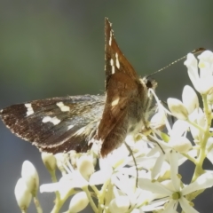 Dispar compacta (Barred Skipper) at Paddys River, ACT - 25 Feb 2023 by JohnBundock