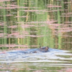 Hydromys chrysogaster (Rakali or Water Rat) at Fyshwick, ACT - 28 Feb 2023 by Christine