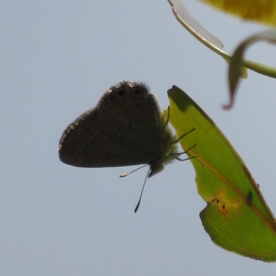 Acrodipsas myrmecophila (Small Ant-blue Butterfly) at Symonston, ACT - 28 Feb 2023 by Christine