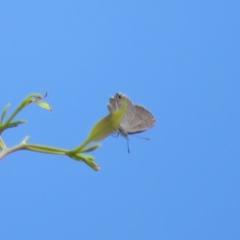 Acrodipsas myrmecophila at suppressed - suppressed