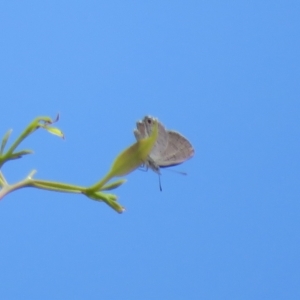 Acrodipsas myrmecophila at suppressed - suppressed