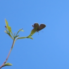 Acrodipsas myrmecophila at suppressed - 28 Feb 2023