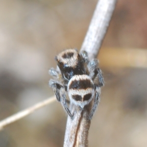 Euophryinae sp.(Striped Capuchin- undescribed) at Carwoola, NSW - suppressed