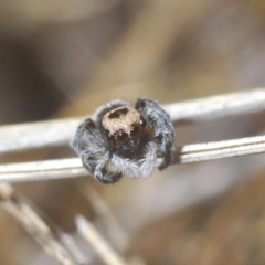 Euophryinae sp.(Striped Capuchin- undescribed) at Carwoola, NSW - suppressed