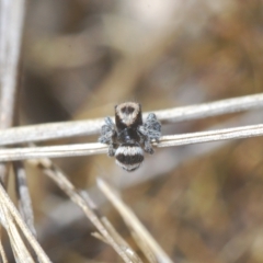 Euophryinae sp.(Striped Capuchin- undescribed) at Carwoola, NSW - suppressed