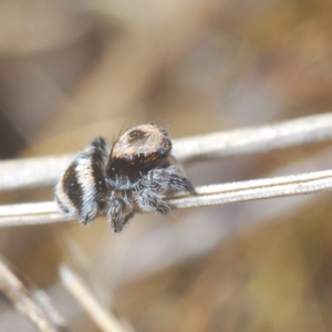 Euophryinae sp.(Striped Capuchin- undescribed) at Carwoola, NSW - suppressed