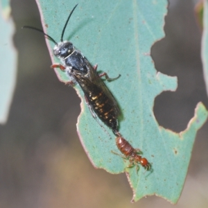 Thynninae (subfamily) at Carwoola, NSW - 27 Feb 2023 11:40 AM