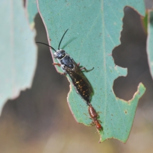 Thynninae (subfamily) at Carwoola, NSW - 27 Feb 2023 11:40 AM