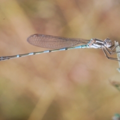 Austrolestes leda (Wandering Ringtail) at Carwoola, NSW - 27 Feb 2023 by Harrisi