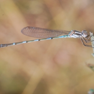 Austrolestes leda at Carwoola, NSW - 27 Feb 2023