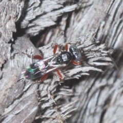 Ichneumonidae (family) (Unidentified ichneumon wasp) at Carwoola, NSW - 27 Feb 2023 by Harrisi