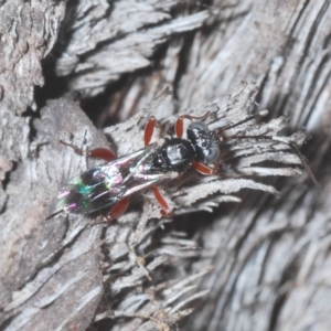 Ichneumonidae (family) at Carwoola, NSW - suppressed