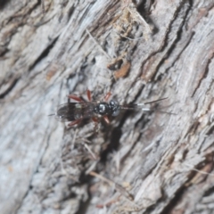 Ichneumonidae (family) at Carwoola, NSW - suppressed