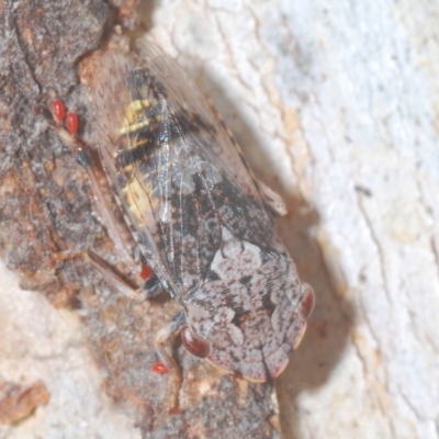 Stenocotis sp. (genus) (A Leafhopper) at Carwoola, NSW - 27 Feb 2023 by Harrisi