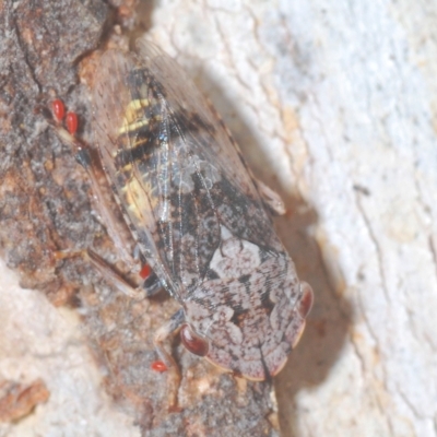 Stenocotis depressa (Leafhopper) at Carwoola, NSW - 27 Feb 2023 by Harrisi