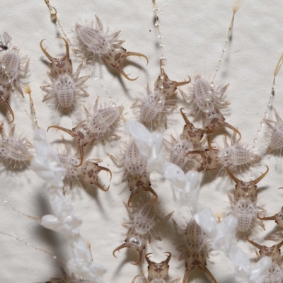 Unverified Antlion (Myrmeleontidae) at  - suppressed by TimL