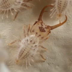 Unidentified Antlion (Myrmeleontidae) at Wellington Point, QLD - 28 Feb 2023 by TimL