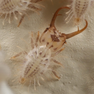 Unidentified Antlion (Myrmeleontidae) at Wellington Point, QLD - 28 Feb 2023 by TimL