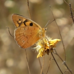 Heteronympha penelope (Shouldered Brown) at Symonston, ACT - 28 Feb 2023 by Christine