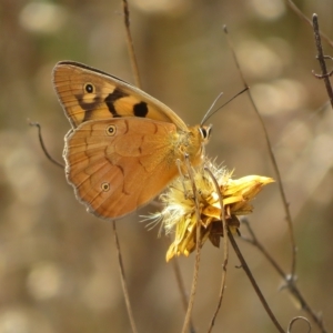 Heteronympha penelope at Symonston, ACT - 28 Feb 2023