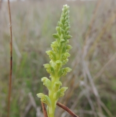 Microtis unifolia (Common Onion Orchid) at Boorowa, NSW - 23 Oct 2022 by MichaelBedingfield