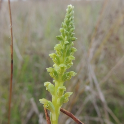 Microtis unifolia (Common Onion Orchid) at Boorowa, NSW - 23 Oct 2022 by MichaelBedingfield