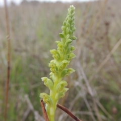 Microtis unifolia at Boorowa, NSW - 23 Oct 2022