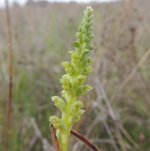 Microtis unifolia at Boorowa, NSW - 23 Oct 2022