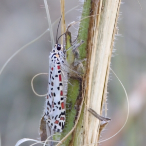 Utetheisa pulchelloides at Stromlo, ACT - 26 Feb 2023 03:30 PM