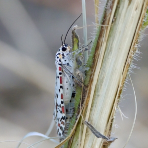 Utetheisa pulchelloides at Stromlo, ACT - 26 Feb 2023 03:30 PM