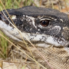 Varanus rosenbergi (Heath or Rosenberg's Monitor) at Booth, ACT - 27 Feb 2023 by aussiestuff