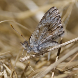 Lucia limbaria at Stromlo, ACT - 26 Feb 2023 01:19 PM