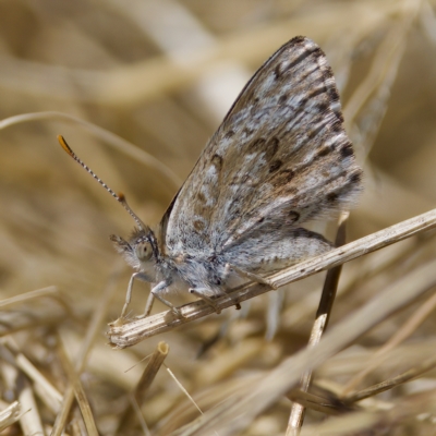 Lucia limbaria (Chequered Copper) at Stony Creek - 26 Feb 2023 by KorinneM