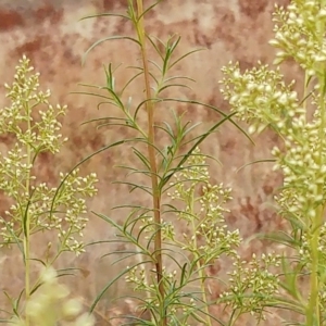 Cassinia quinquefaria at Molonglo Valley, ACT - 28 Feb 2023