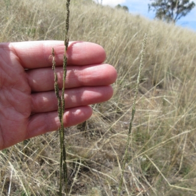 Sporobolus creber (Slender Rat's Tail Grass) at The Pinnacle - 28 Feb 2023 by sangio7