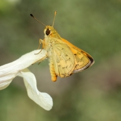 Ocybadistes walkeri (Green Grass-dart) at Downer, ACT - 1 Mar 2023 by RobertD