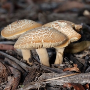 Agrocybe praecox group at Downer, ACT - 1 Mar 2023 02:22 PM