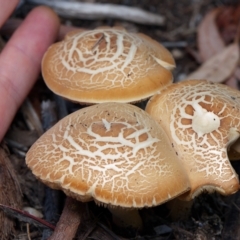 Agrocybe praecox group at Downer, ACT - 1 Mar 2023 02:22 PM