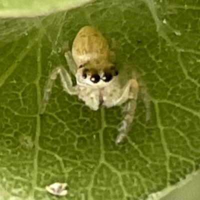 Opisthoncus sp. (genus) (Unidentified Opisthoncus jumping spider) at Braddon, ACT - 1 Mar 2023 by Hejor1