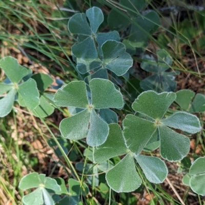 Marsilea drummondii (Common Nardoo) at Savernake, NSW - 28 Feb 2023 by Darcy