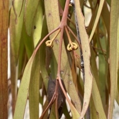 Amyema pendula subsp. pendula (Drooping Mistletoe) at Sweeney's Travelling Stock Reserve - 1 Mar 2023 by JaneR