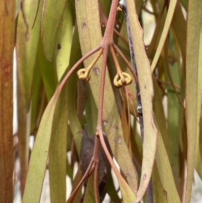 Amyema pendula subsp. pendula (Drooping Mistletoe) at Sweeney's Travelling Stock Reserve - 1 Mar 2023 by JaneR