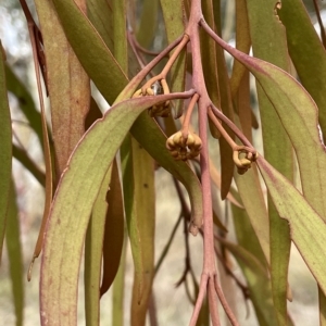 Amyema pendula subsp. pendula at Lake George, NSW - 1 Mar 2023 11:35 AM