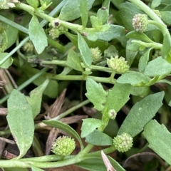 Centipeda elatinoides (Prostrate Sneezeweed) at Lake George, NSW - 1 Mar 2023 by JaneR