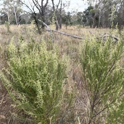 Cassinia sifton (Sifton Bush, Chinese Shrub) at Sweeney's Travelling Stock Reserve - 28 Feb 2023 by JaneR