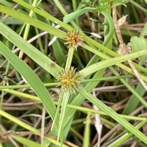 Cyperus sphaeroideus at Lake George, NSW - 1 Mar 2023 12:29 PM