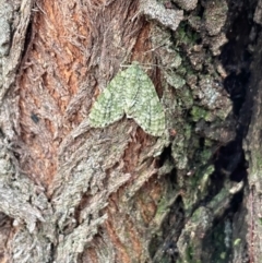 Sauris malaca (A Geometer moth) at Mongarlowe River - 22 Feb 2023 by arjay